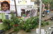 Gusty winds uproot trees; two killed